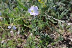 Linum lanuginosum