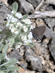 Callophrys fotis
