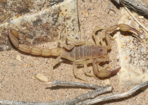 Russell's Scorpion