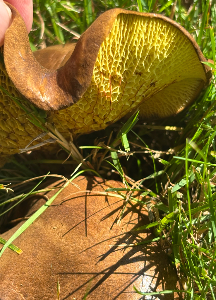 ash-tree bolete · August 2026 · photo: Photo: (c) scaup, some rights reserved (CC BY) · iNaturalist