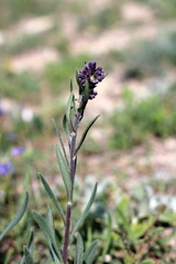 Anchusa officinalis