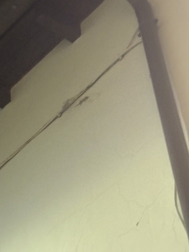 Mediterranean House Gecko