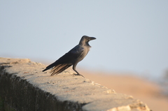 Corvus splendens