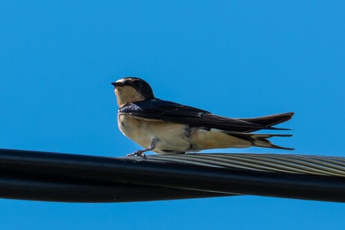 Barn Swallow