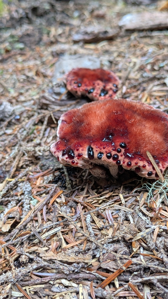 Red-juice Tooth · August 2026 · photo: Photo: (c) Matt, some rights reserved (CC BY) · iNaturalist