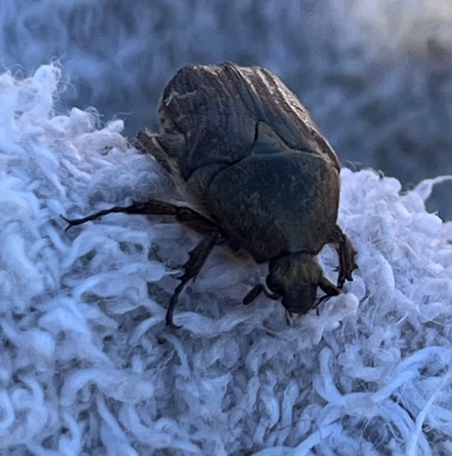 Dark Flower Scarab