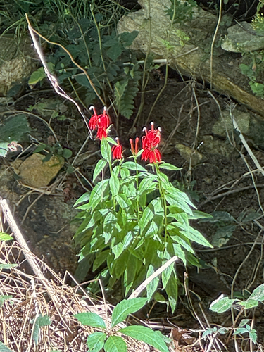 cardinal flower