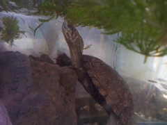 Kinosternon hirtipes murrayi