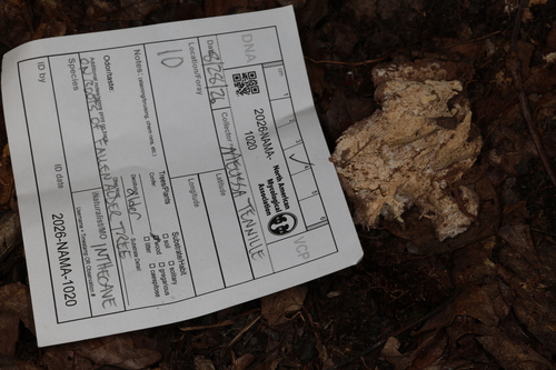 Poriella subacida observed 2026-08-28