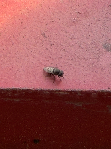 Paralimna punctipennis