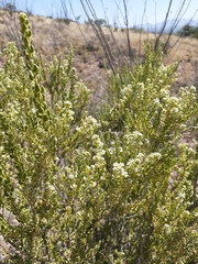 Mortonia scabrella