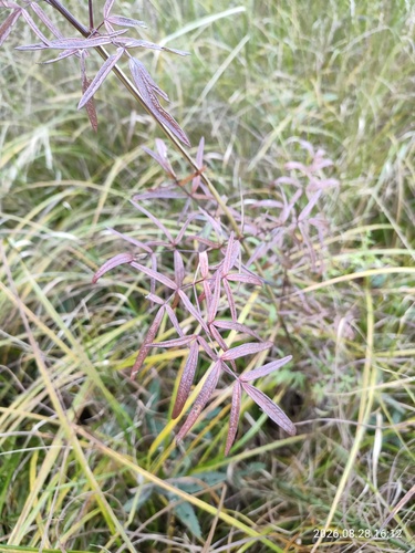 Thalictrum lucidum, photograph 5
