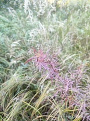Thalictrum lucidum, photograph author not stated, no rights reserved