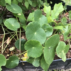 Hydrocotyle tribotrys