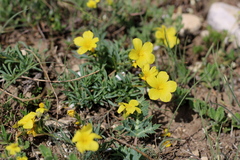 Linum tauricum