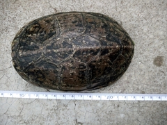 Kinosternon hirtipes murrayi