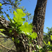 Quercus lobata - Photo (c) dackerly, μερικά δικαιώματα διατηρούνται (CC BY-NC-SA), uploaded by dackerly