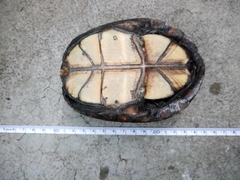 Kinosternon hirtipes murrayi