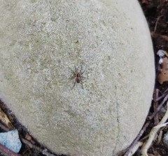Araneae