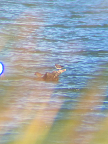 Common Sandpiper