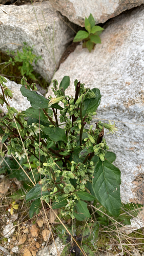 three-leaved rattlesnake root