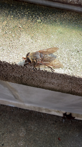 Devoted Horse Fly