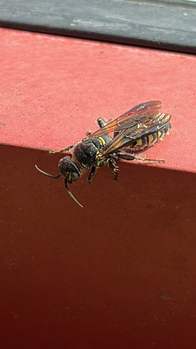 Myzinum obscurum