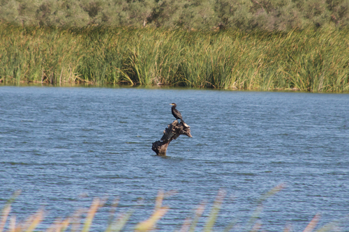 Great Cormorant