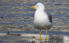Larus argentatus