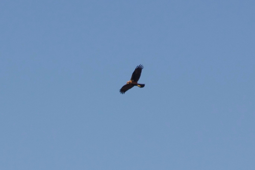 Western Marsh Harrier