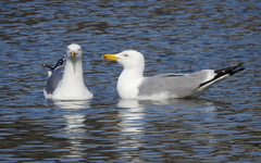 Larus argentatus