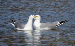 Larus argentatus