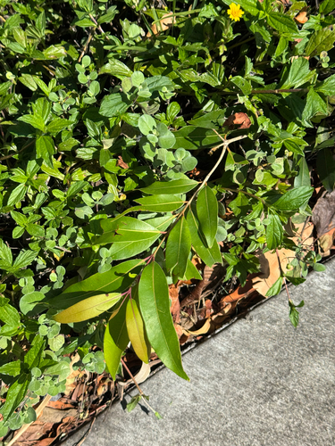 Syzygium, 2026-08-28