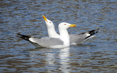 Larus argentatus