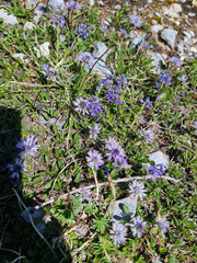 (c) Demian Hiß, some rights reserved (CC BY) Globularia cordifolia, photograph (c) Demian Hiß, some rights reserved (CC BY)
