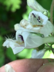 Penstemon canescens