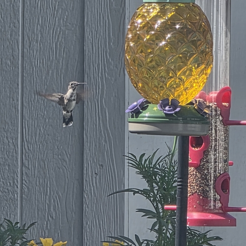Ruby-throated Hummingbird