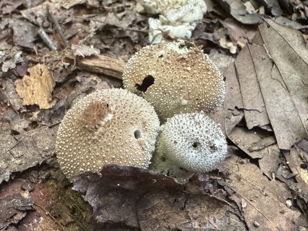 common puffball · August 2026 · photo: Photo: (c) Jacob Weston, some rights reserved (CC BY) · iNaturalist