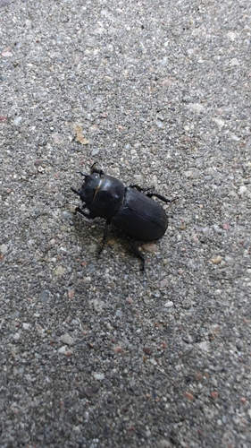 Lesser Stag Beetle