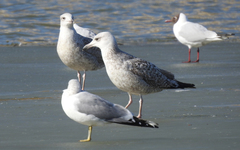 Larus argentatus