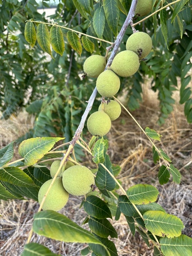 eastern black walnut