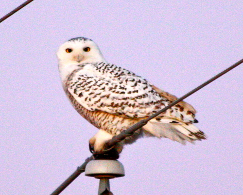 Bubo scandiacus