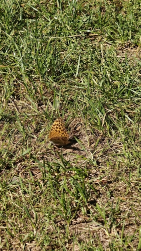 Silver-washed Fritillary