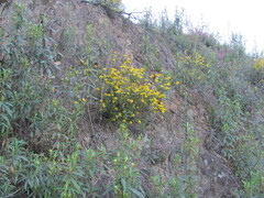 Spanish Broom (Chamaespartium)