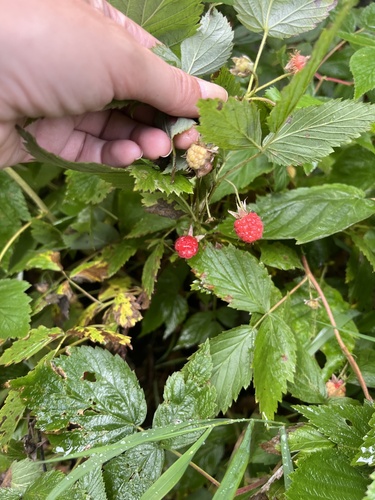 red raspberry