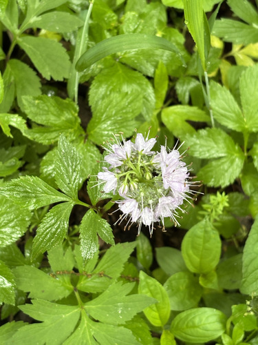 Virginia waterleaf