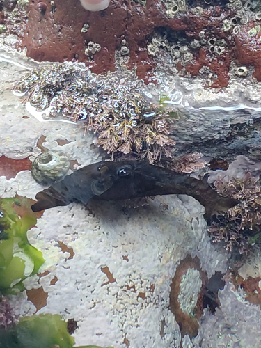 Aplysia punctata, 2026-08-09