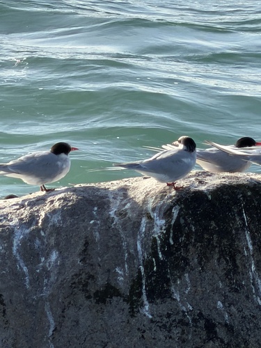 iNaturalist image