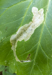 Parallelomma vittatum