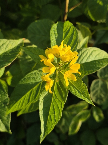 Yellow Loosestrife